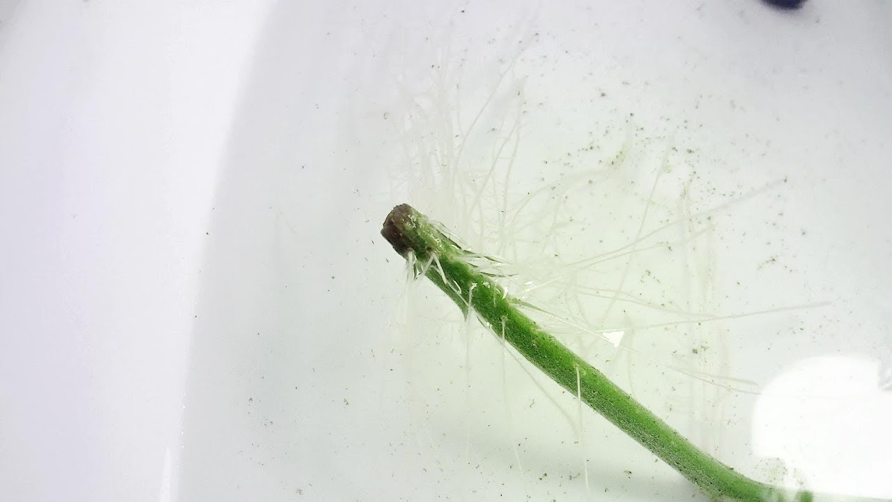 水耕栽培 ツユクサの発根を観察する Youtube