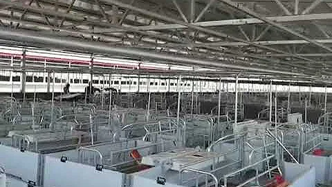 Farrowing Crate for Swine Farm