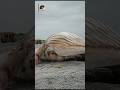 The Hidden Story Behind a Whale on the Beach