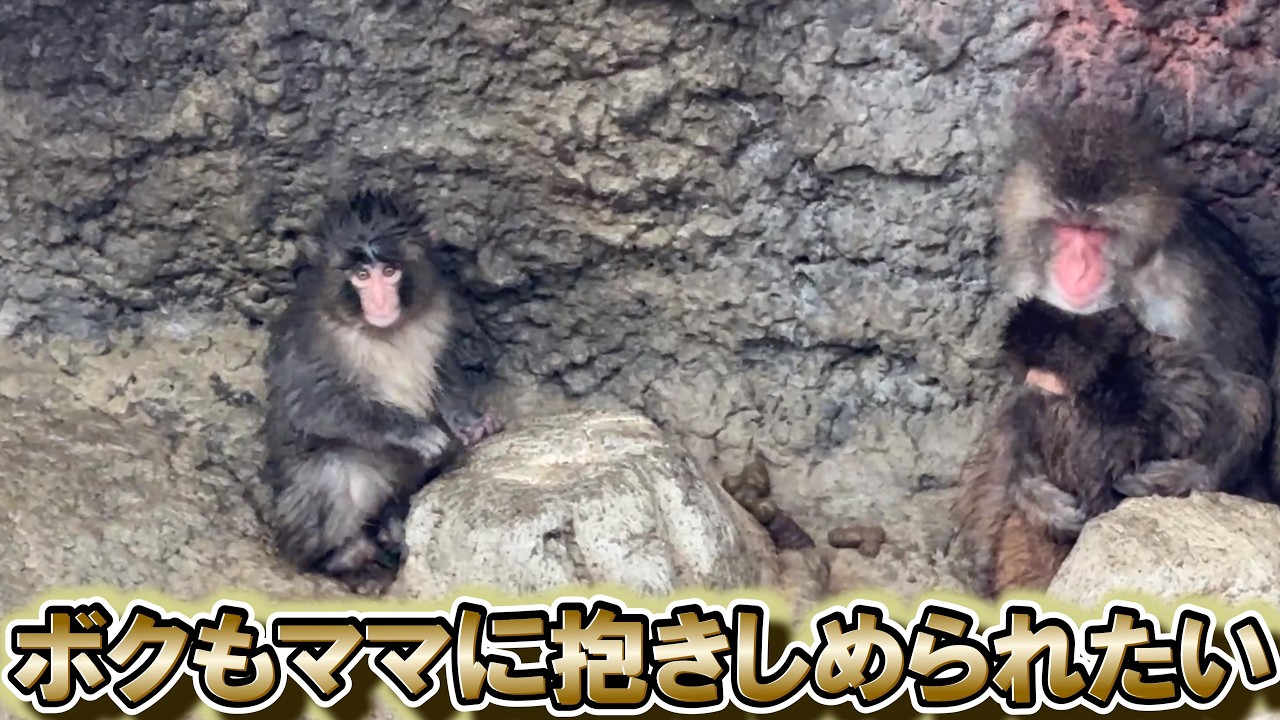 番外編 ママにぎゅーしたいね…パンチくん【番外編】【市川市動植物園】
