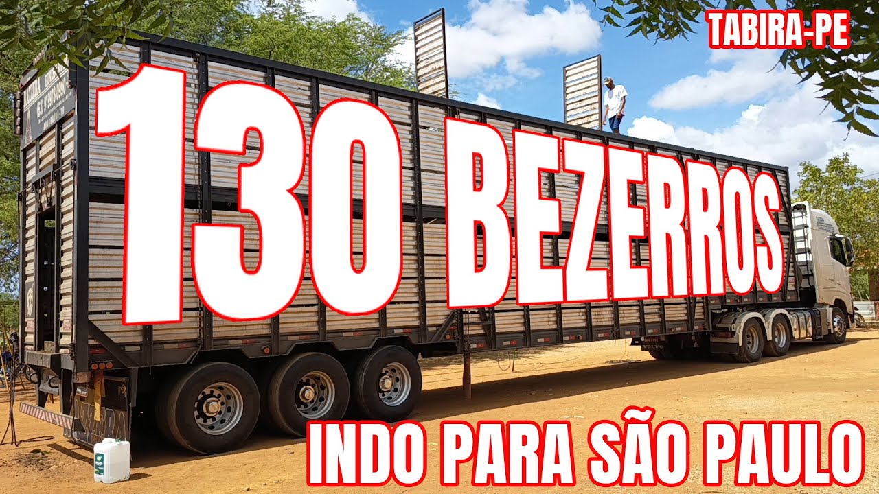 130 bezerros indo para São Paulo