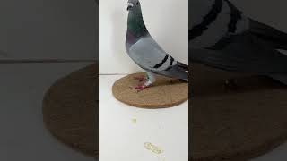 Tom Schilling: AU 22 Schilling 64  - Pigeon will be sold on https://bestpigeons.com