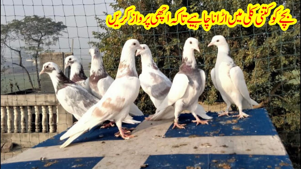 Bachy Ko Katni Kali Main Udena Chaiye K Achi Parwaz Den