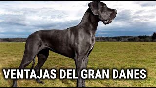 VENTAJAS Y DESVENTAJAS DEL DOGO ALEMAN O GRAN DANES según JUANMA MORATO