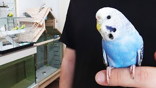 Muhabbet Kuşu Pastelin Yeni Eşi Kuş Odası Vlog