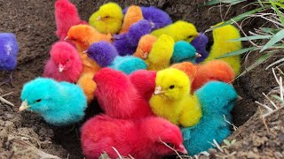 Tangkap Ayam Lucu,Ayam Warna Warni, Ayam rainbow, Ayam Pelangi,Bebek,kucing,Kelinci,Dunia Hewan Lucu