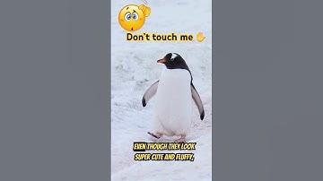 why cannot you touch penguin in antarctica? 🐧❄️  #shortvideo #shorts #penguin