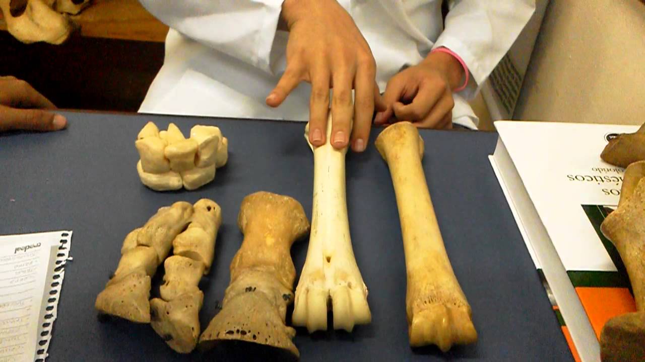 Carpo, metacarpo e falange,  MVT012  por: Fábio