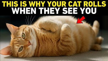 If Your Cat Rolls Over for You, They
