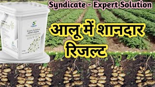 आल म Syndicate कपन क Expert Solution क रजलट Syndicate - Expert Solution Result