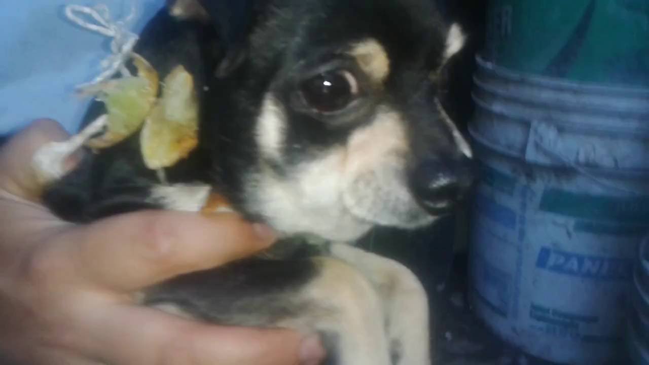 chiquilin limonero - YouTube
