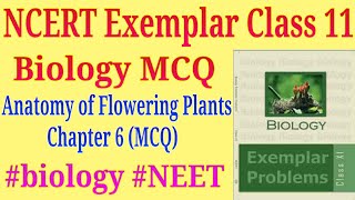 Anatomy of flowering plants class 11 ncert exemplar mcq for NEET exam