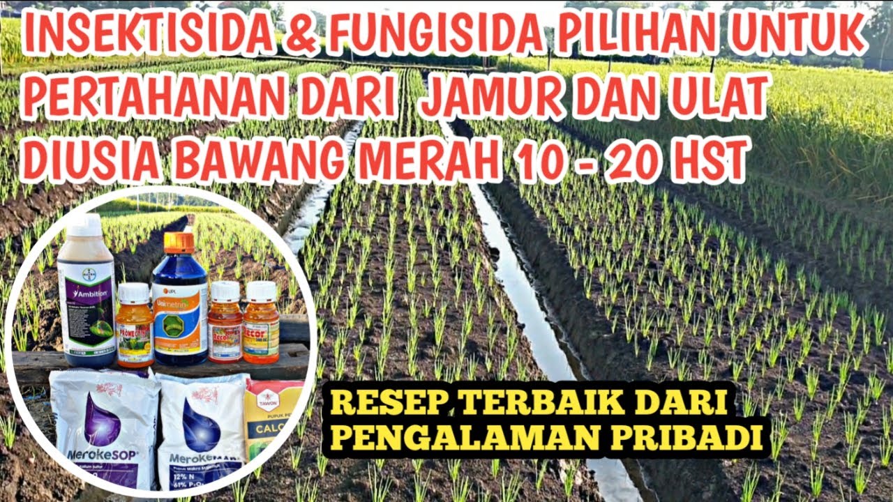 YANG BINGUNG MAU PAKAI PESTISIDA APA !! COBALAH RESEP SAYA 