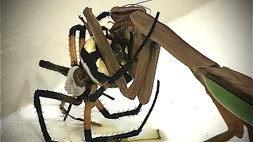 Garden Spider VS Praying Mantis
