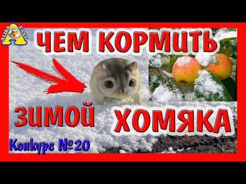 ЧЕМ КОРМИТЬ ХОМЯКА ЗИМОЙ / УХОД ЗА ХОМЯКОМ / ПИТАНИЕ ХОМКИ / HAMSTER EASY/ АЛИСА ИЗИ