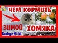 ЧЕМ КОРМИТЬ ХОМЯКА ЗИМОЙ / УХОД ЗА ХОМЯКОМ / ПИТАНИЕ ХОМКИ / HAMSTER EASY/ АЛИСА ИЗИ