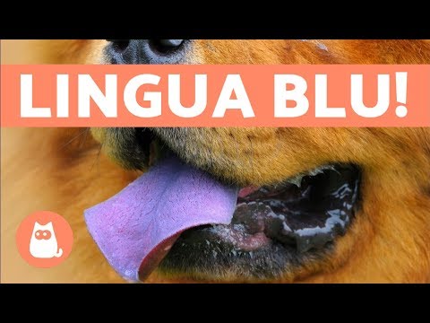 Video: Perché Una Giraffa Ha La Lingua Blu?