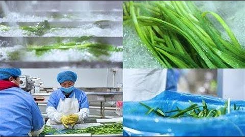 onion celery clean vegetables salad process line