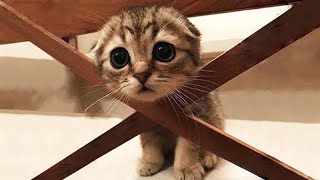 Cute Funny Cats Doing Funny Things | Best Funny Faced Cats Videos ►2 by Animal Series 149 views 2 years ago 5 minutes, 21 seconds