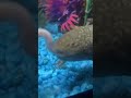 Don’t eat me!! #walkingfish #shortsfeed #fypage
