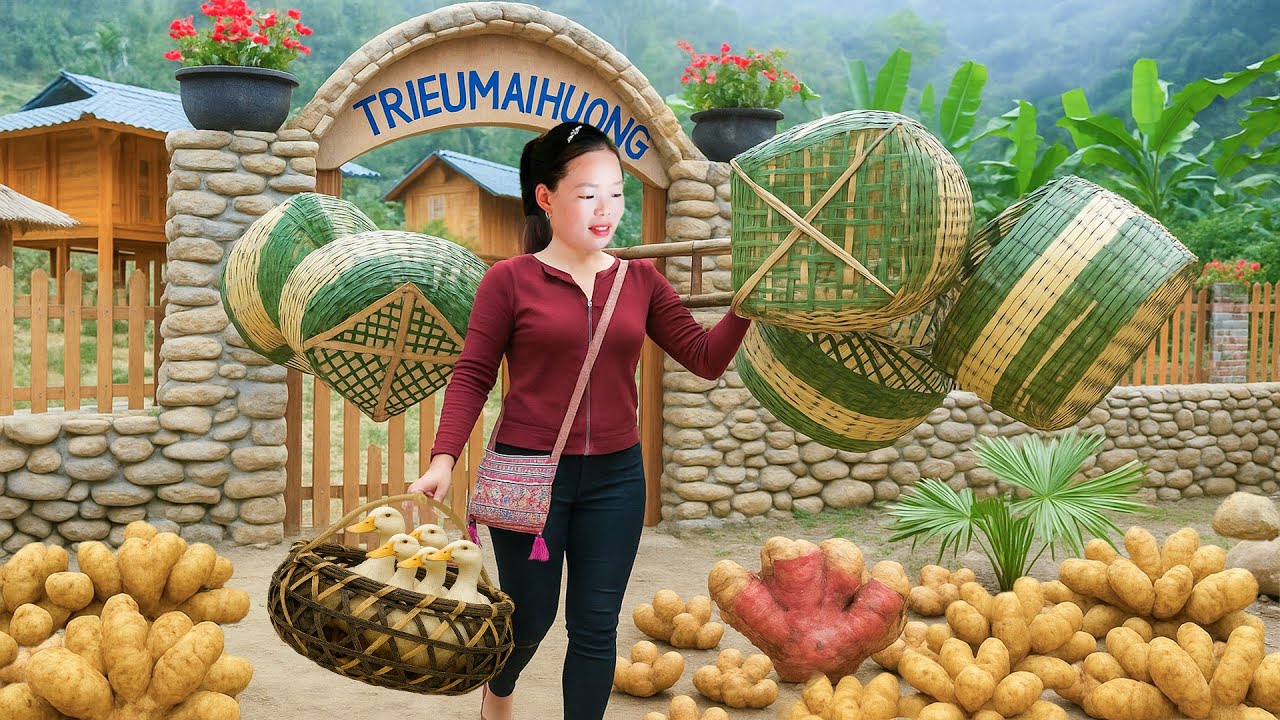 How to weave bamboo baskets and harvest giant strange potatoes to sell at the market