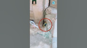 🐍 Python Rescue: Family