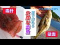 本当に危ない。毒魚4選！見極め方と対処法！