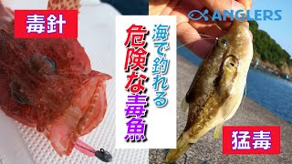 【超危険】海釣りに行く前に必ず知っておくべき毒魚4選!見極め方と釣れた時の対処法!初心者必見! 【超危険】海釣りに行く前に必ず知っておくべき毒魚4選!見極め方と釣れた時の対処法!初心者必見!