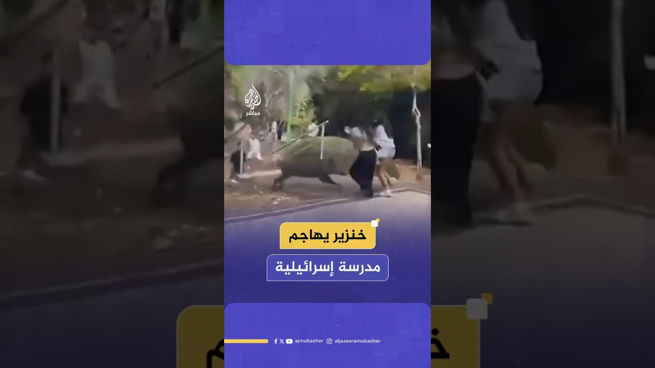 خنزير يهاجم مدرسة إسرائيلية