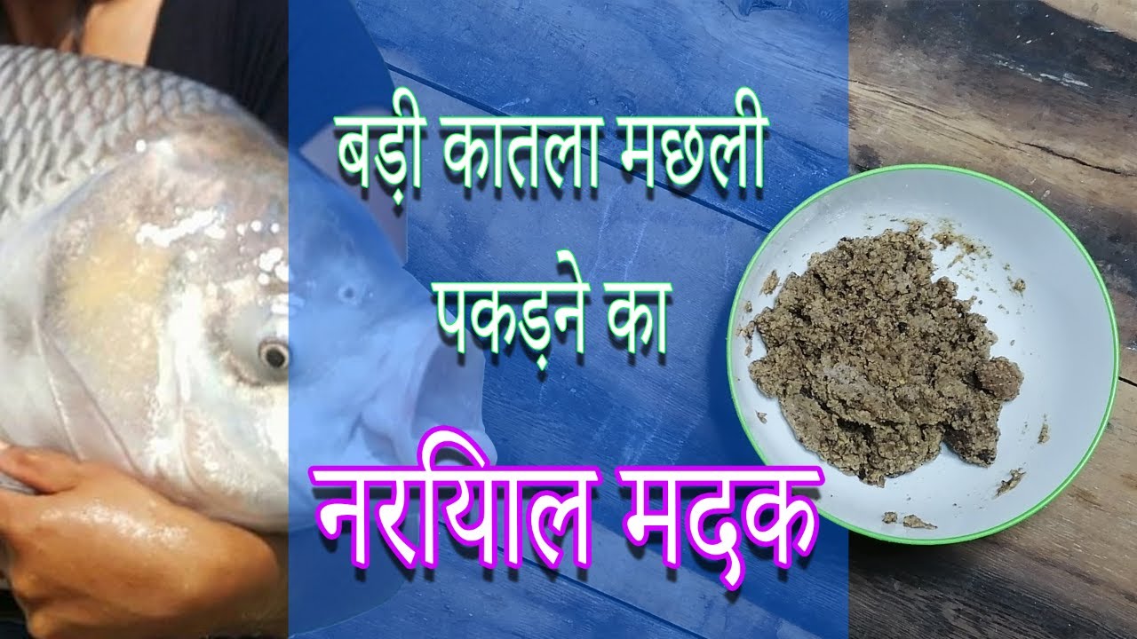 बड़ी कातला मछली पकड़ने का चारा नरियाल मदक Amazing Catla Fishing Nariyal