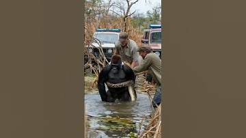 गोरिल्ला की ताकत बनाम अजगर की पकड़ - प्रकृति का मुकाबला! #youtubeshorts