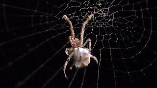 Tiny Spider Wraps Its Prey Near A Waterfall