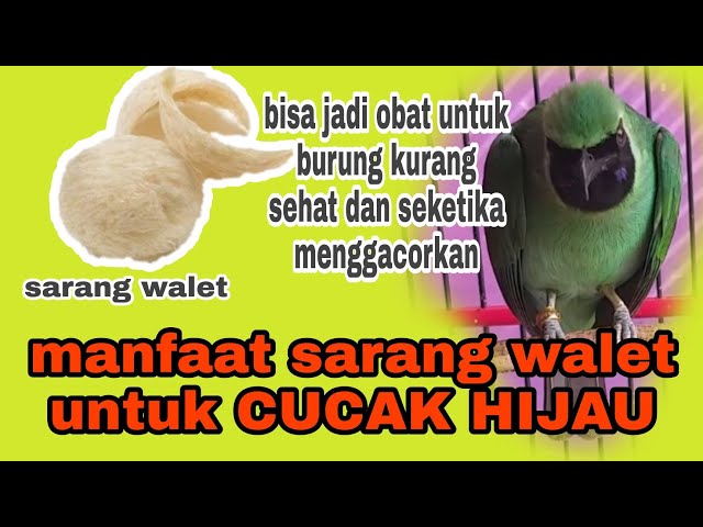 manfaat sarang burung walet untuk cucak ijo selain mengacorkan seketika bisa juga jadi obat class=