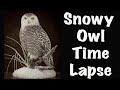 Snowy owl on snow Taxidermy. Time Lapse.