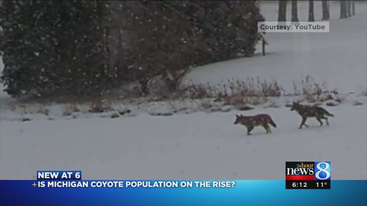 are there more coyotes in michigan youtube