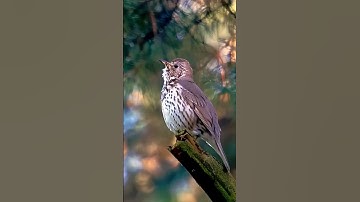 Most dangerous bird in the world voice #facts #shorts #yrending #nsmns #alarms #birdsound #animals