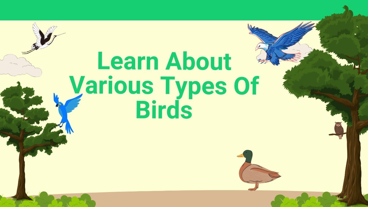 Birds 101: An Introduction to Different Types of Birds - YouTube