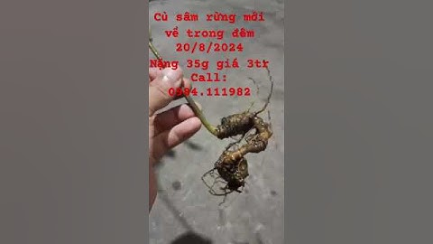 Tối 20/8/2024 mới về củ sâm ngọc linh rừng nhỏ xinh nặng 35gr chuẩn rừng #sâm_ngọc_linh_rừng