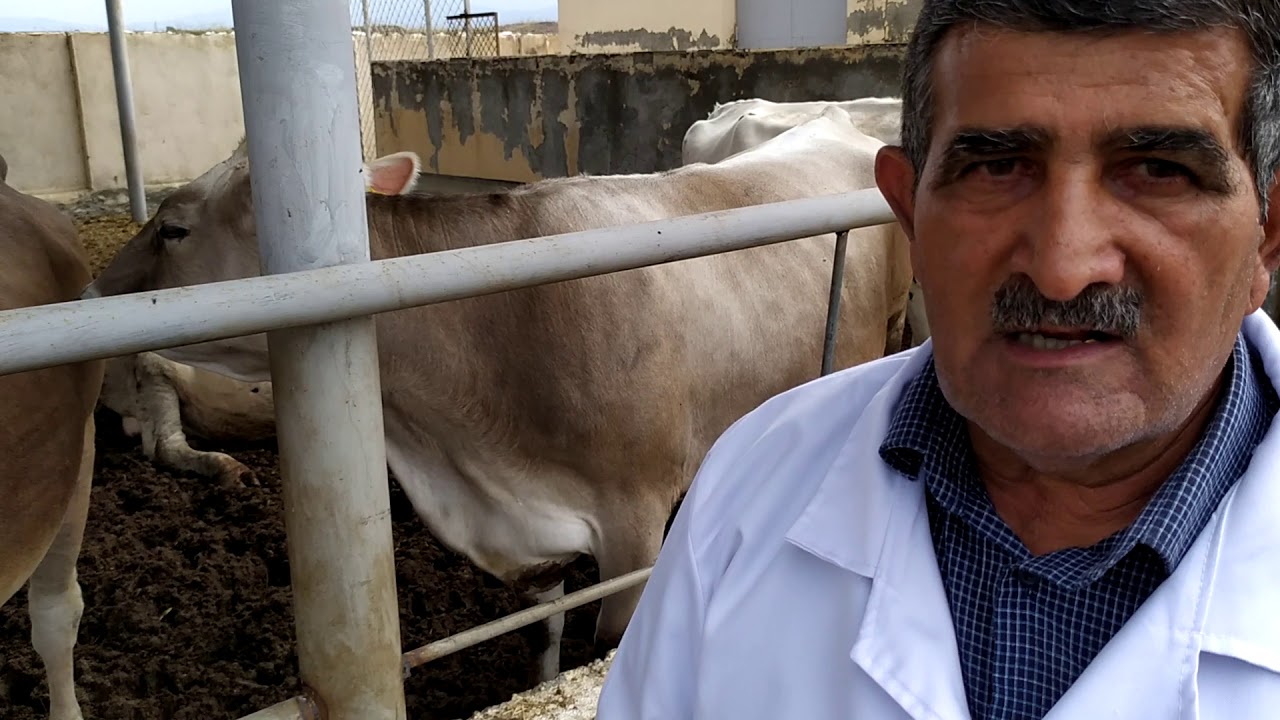 Cinslərin müqayisəsi: şvis və holşteyin-friz