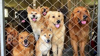 Dayao Worked Even Though He Was Sick, And The Stray Dogs Looked At Him With Distressed Eyes