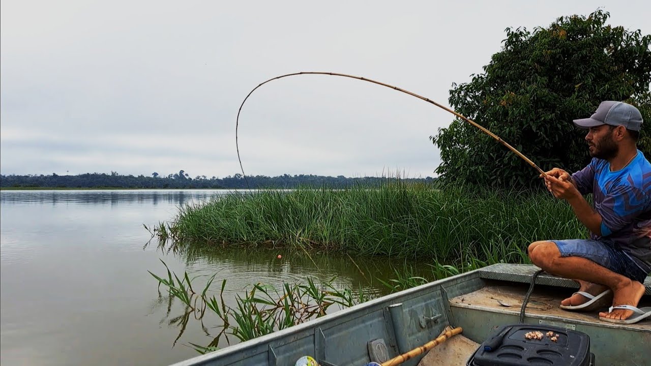 PESCARIA DE PIRANHA GIGANTE NA REGIÃO DA AMAZÔNIA /PESCARIA RAIZ COM VARA DE BAMBU.