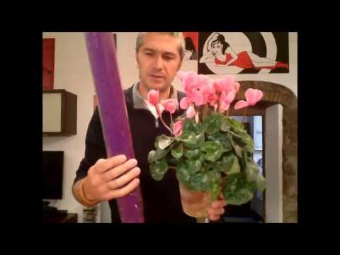 Video: Come Regalare Un Fiore In Vaso