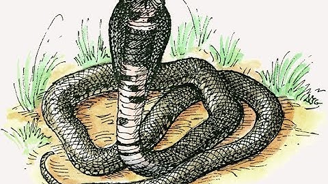 Unintended Consequences: The Cobra Effect - How Good Intentions Go Wrong
