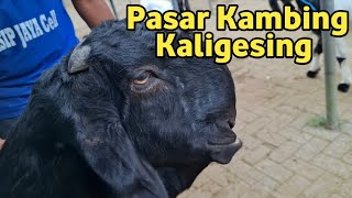 CEK HARGA KAMBING BABONAN SIAP BREEDING//PASAR KAMBING KALIGESING 