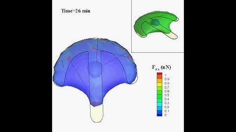 Dynamic modeling of Cell spreading on the crossbow pattern