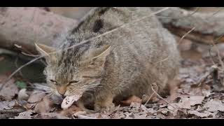Erlebe die Wildkatzen im Nationalpark Thayatal screenshot 4