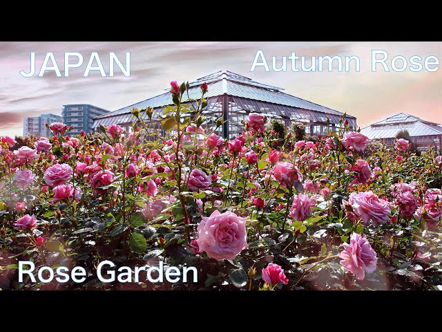 ROSE GARDEN in JAPAN：Keisei Rose GARDEN 】1,600 kinds of