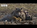 How close is too close to a hippo? | Kingdom – BBC Mp3 Song