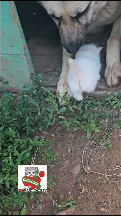 Когда стучится Счастье Белой Птицей в дом 👼🌈🏡💗🕊 #kittenanddog - YouTube