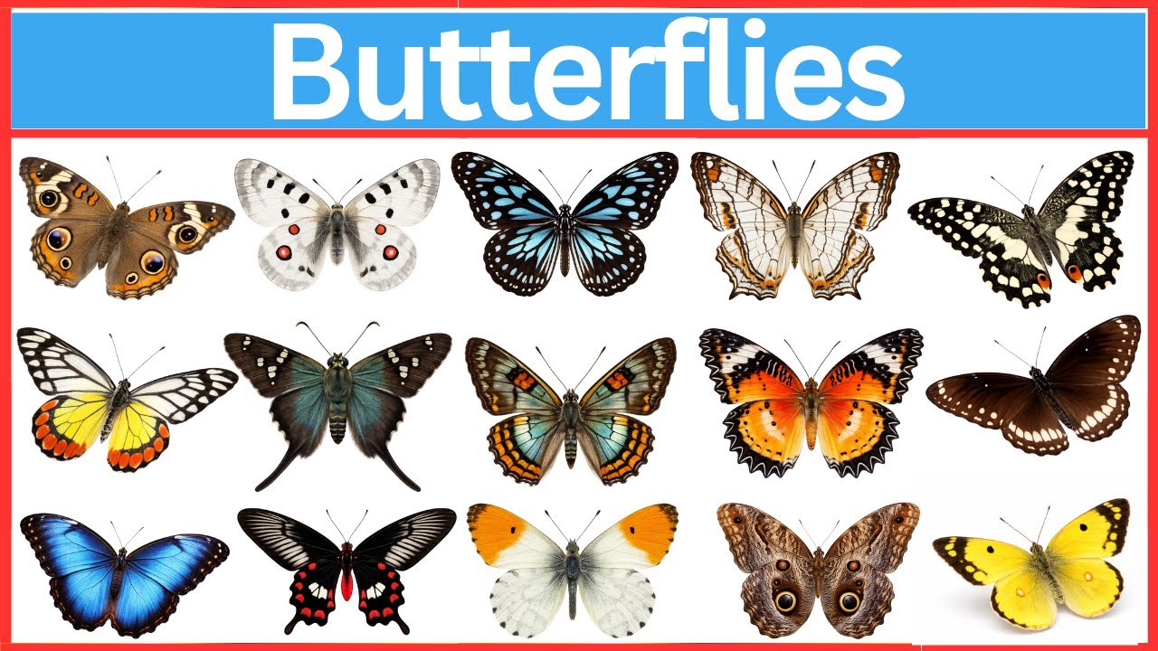 Эти бабочки выглядят ненастоящими, но они совершенно настоящие.